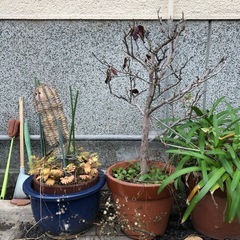 植木鉢 植物 鉢 サボテン 古民家　の画像