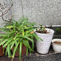 植木鉢 植物 鉢 サボテン 古民家　の画像