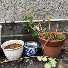 植木鉢 植物 鉢 サボテン 古民家　の画像