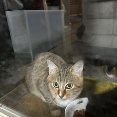 ふわふわキツネのような美人な猫ちゃんです！ - 里親募集