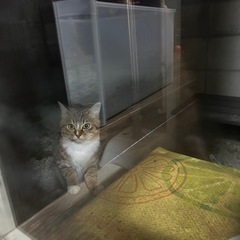 ふわふわキツネのような美人な猫ちゃんです！ - 徳島市