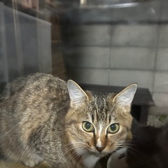 ふわふわキツネのような美人な猫ちゃんです！ − 徳島県