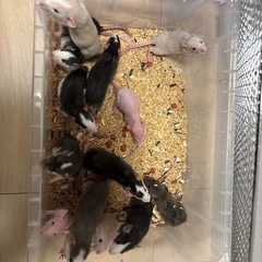 ファンシーラット