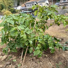 埼玉県小川町産！無農薬・露地栽培ハバネロ、直接販売のお知らせ！の画像
