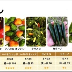 埼玉県小川町産！無農薬・露地栽培ハバネロ、直接販売のお知らせ！の画像