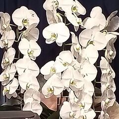 胡蝶蘭　