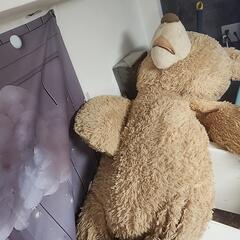 コストコのくま
