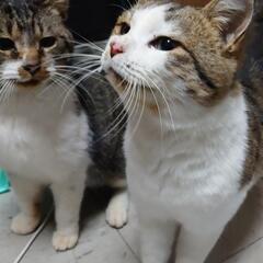 キジ白の可愛いオス猫です！