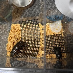 【受け渡し予定あり】モセリオウゴンオニ　ペア3