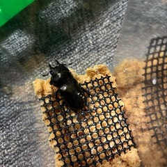 【受け渡し予定あり】モセリオウゴンオニ　ペア3の画像