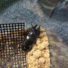 【受け渡し予定あり】モセリオウゴンオニ　ペア3の画像