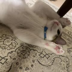 僕のずっとの家族になってください！ - 桜井市