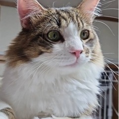 ノルウェージャンホレストキャットのラッキー君(トライアル中)の画像