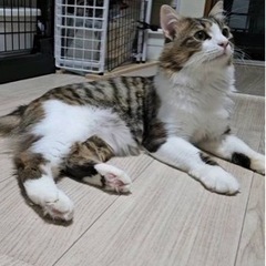 ノルウェージャンホレストキャットのラッキー君(トライアル中) - 猫