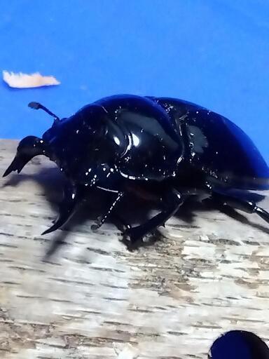 タランドゥスオオツヤクワガタ【♂１頭／♀２頭】