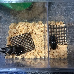 モセリオウゴンオニ　ペア5