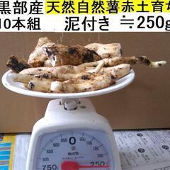   すぐにお渡しできます ♪黒部産・超粘り！赤土粘土の典型的天然...