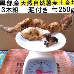   すぐにお渡しできます ♪黒部産・超粘り！赤土粘土の典型的天然...
