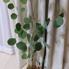 【決まりました】ユーカリポポラス　観葉植物の画像