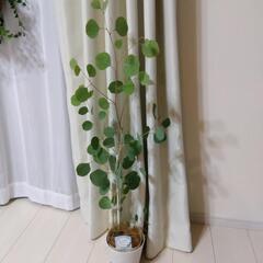 【決まりました】ユーカリポポラス　観葉植物