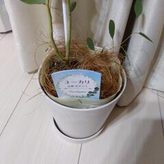 【決まりました】ユーカリポポラス　観葉植物の画像