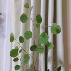 【決まりました】ユーカリポポラス　観葉植物の画像