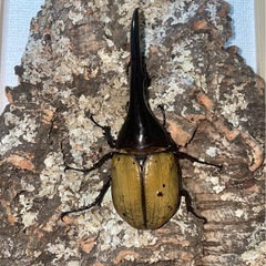 ヘラクレスオオカブト　黒点減少ライン幼虫