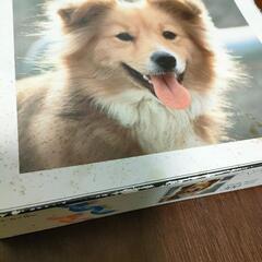 パズル　ハンサム　パピー　300ピース　犬　ペットの画像