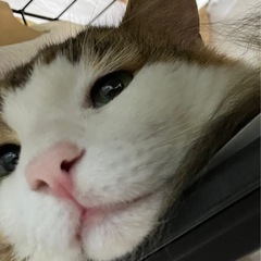 里親さん決まりましたので募集終了します。