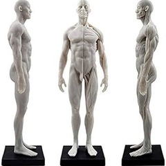 男性 人体モデル 人体模型 11インチ 約30cm 人体筋肉模型...