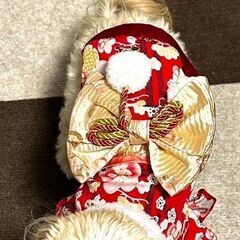 犬ちゃんの洋服ピンクの画像