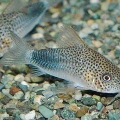熱帯魚恵庭、期間限定‼️コリドラス　シミリス１匹　500円 
