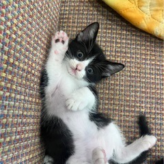 生後1ヶ月♡可愛すぎ子猫4匹