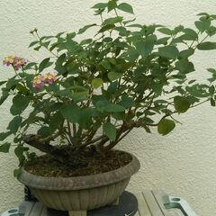 盆栽素材ランタナ