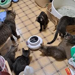 🆘急募🆘 約15匹 生後2ヶ月〜成猫 里親募集！
