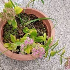 無料花