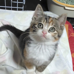 自己主張は、かわいい声です
