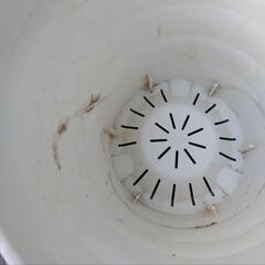 植木鉢 特大 直径約35cm プラスチック プランターの画像