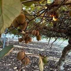 小玉サイズ　キウイの画像