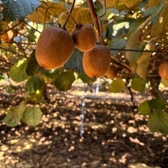 小玉サイズ　キウイの画像