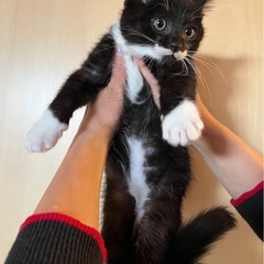 仮面ちゃんです