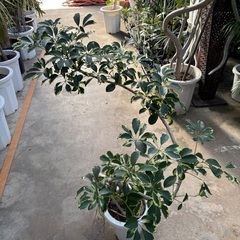 ねじりカポック斑入り 極上品の画像