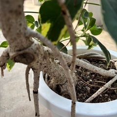 ねじりカポック斑入り 極上品の画像