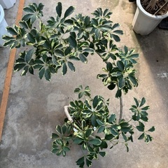 ねじりカポック斑入り 極上品の画像