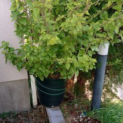 12/10頃終了　ハイビスカス（RED）大型観葉植物　高さ約17...