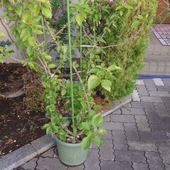 12/10頃終了　ハイビスカス（PINK）大型観葉植物　高さ約1...