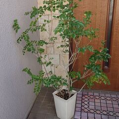 12/10頃終了　シマトネリコ　大型観葉植物　高さ約130㎝　店...