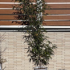 黒竹