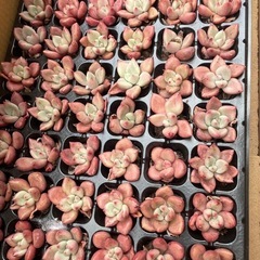 多肉植物、エケベリア、韓国苗の画像
