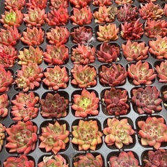 多肉植物、エケベリア、韓国苗の画像